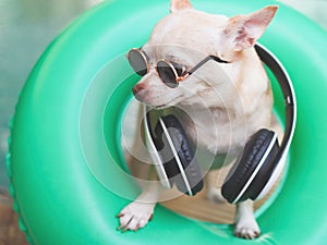 brown short hair chihuahua dog wearing sunglasses and headphones around neck, standing in green swimming ring or inflatable by
