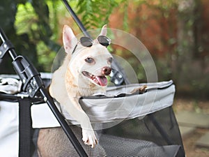 brown short hair chihuahua dog wearing sunglasses on his head, standing in pet stroller in the garden with green plant