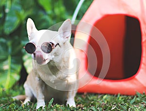 Brown short hair Chihuahua dog wearing sunglasses  sitting in front of orange camping tent on green grass,  outdoor, looking  at