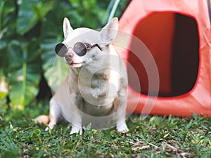 brown short hair Chihuahua dog wearing sunglasses sitting in front of orange camping tent on green grass, outdoor, looking