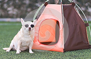 brown short hair Chihuahua dog wearing sunglasses sitting in front of orange camping tent on green grass, outdoor, looking at