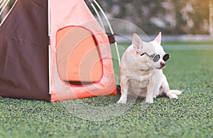 brown short hair Chihuahua dog wearing sunglasses sitting in front of orange camping tent on green grass, outdoor, looking away