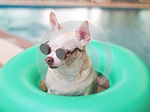 brown short hair chihuahua dog wearing sunglasses sitting in green swimming ring or inflatable by swimming pool, looking sideway