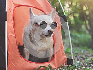 brown short hair Chihuahua dog wearing sunglasses sitting iin orange camping tent on green grass, outdoor, looking away. Pet