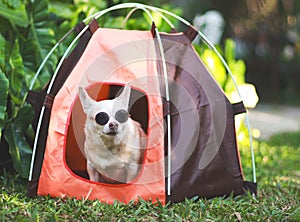 brown short hair Chihuahua dog wearing sunglasses sitting iin orange camping tent on green grass, outdoor, looking away. Pet