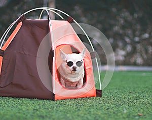 brown short hair Chihuahua dog wearing sunglasses sitting iin orange camping tent on green grass, outdoor, looking at camera.