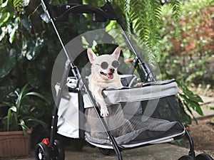 brown short hair chihuahua dog wearing sunglasses, sitting in pet stroller in the garden with green plant background. Smiling