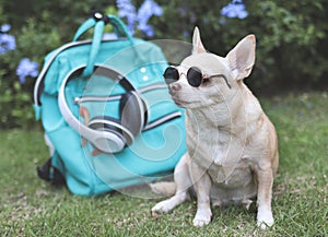brown short hair chihuahua dog wearing sunglasses sitting with travel accessories, backpack, headphones in the garden with