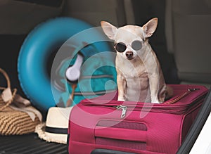 Brown short hair chihuahua dog wearing sunglasses,  sitting  with travel accessories in car trunk. Travel concept