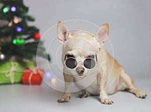 brown short hair chihuahua dog wearing sunglasses sitting on white background with Christmas tree, gift boxes