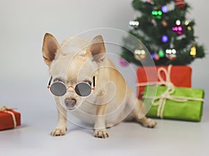 brown short hair chihuahua dog wearing sunglasses sitting on white background with Christmas tree, gift boxes