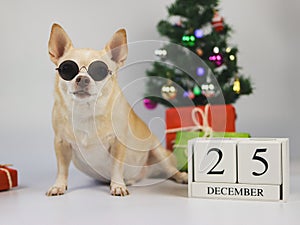 brown short hair chihuahua dog wearing sunglasses sitting on white background with Christmas tree, gift boxes and wooden calendar