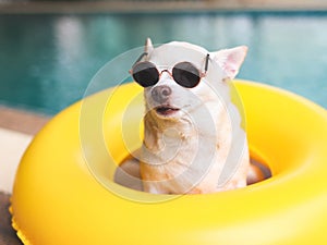 brown short hair chihuahua dog wearing sunglasses sitting in yellow swimming ring or inflatable by swimming pool