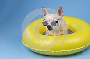brown short hair chihuahua dog wearing sunglasses, sitting in yellow swimming ring, looking at camera, isolated on blue