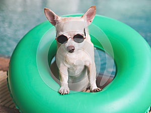 brown short hair chihuahua dog wearing sunglasses standing in green swimming ring or inflatable by swimming poo