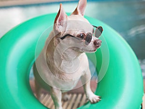 brown short hair chihuahua dog wearing sunglasses standing in green swimming ring or inflatable by swimming pool, lookig away.