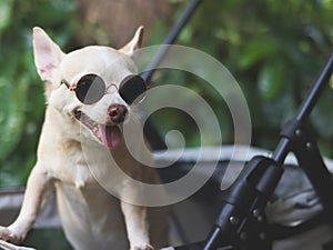 brown short hair chihuahua dog wearing sunglasses, standing in pet stroller in the garden with green plant background. Smiling