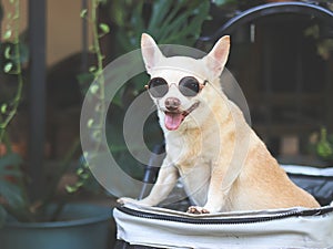 brown short hair chihuahua dog wearing sunglasses, standing in pet stroller in the garden with green plant background. Smiling