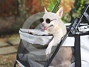 brown short hair chihuahua dog wearing sunglasses, standing in pet stroller in the garden with green plant background. Smiling