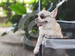 brown short hair chihuahua dog wearing sunglasses, standing in pet stroller in the garden with green plant background. Smiling