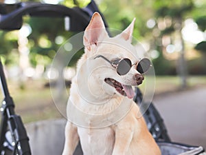 brown short hair Chihuahua dog wearing sunglasses standing in pet stroller in the park. looking sideway curiously