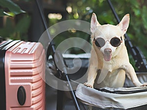 brown short hair chihuahua dog wearing sunglasses standing in pet stroller with pink suitcase in the garden. Smiling happily.