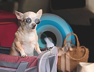 Brown short hair chihuahua dog wearing sunglasses standing in traveler pet carrier bag in car trunk with travel accessories, ready