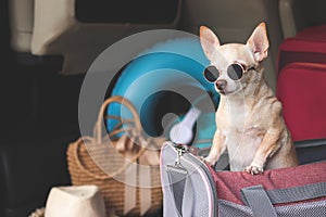 Brown short hair chihuahua dog wearing sunglasses standing in traveler pet carrier bag in car trunk with travel accessories, ready