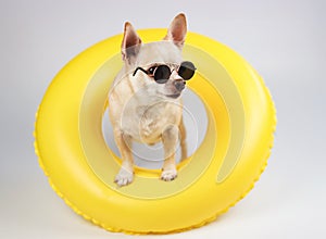 brown short hair chihuahua dog wearing sunglasses, standing in yellow swimming ring isolated on white background, looking