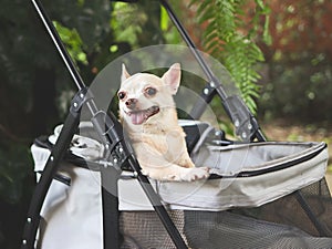 brown short hair chihuahua sitting in pet stroller in the garden. Smiling happily