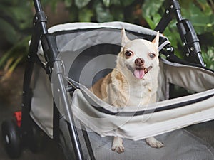 brown short hair chihuahua sitting in pet stroller in the garden. Smiling happily