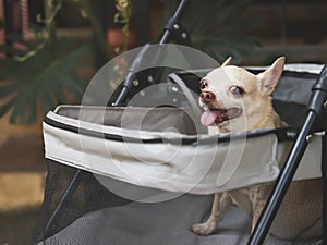 brown short hair chihuahua sitting in pet stroller in the garden. Smiling happily