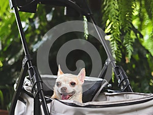 brown short hair chihuahua sitting in pet stroller in the garden. Smiling happily