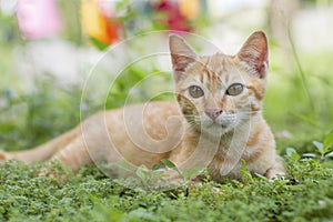 German cat sit on grass