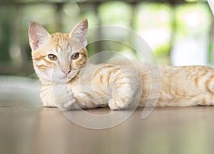 German cat sit on grass