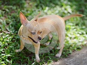 Brown short-haired cute Chihuahua dog standing in a park