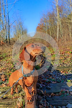 Brown short-haired dachshund standing on rail of train track