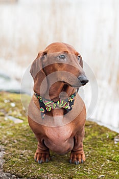 Brown short leg dog sitting on green moss