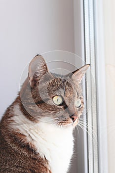 Brown shorthair domestic cat sitting looking to the window.