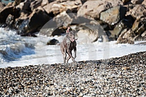 Brown shorthaired pointer walks on pebbly shore of sea on waves. Dog is a short haired hunting dog breed with drooping ears. Walk