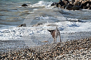 Brown shorthaired pointer walks on pebbly shore of sea on waves. Dog is a short haired hunting dog breed with drooping ears. Walk