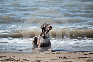 Brown shorthaired pointer with white spots lying on sand on shore of blue sea and posing. German cop is short haired hunting dog