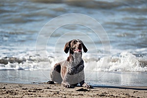 Brown shorthaired pointer with white spots lying on sand on shore of blue sea and posing. German cop is short haired hunting dog