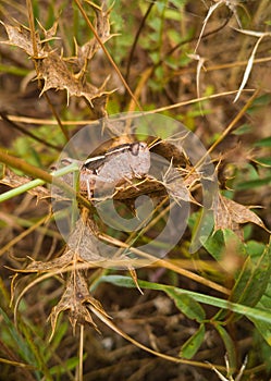 Brown Shorthorned Grasshopper on dry leaves