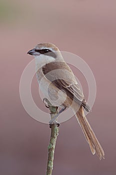 Brown Shrike.