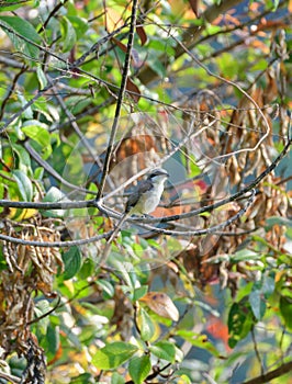 Brown shrike bird perch on a branch spotted near Hiyare reservoir