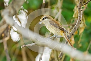 Brown shrike(Lanius cristatus)