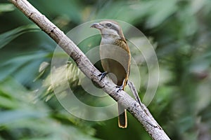 Brown Shrike Lanius cristatus Beautiful Birds of Thailand