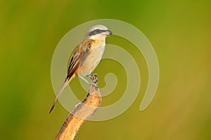 Brown Shrike, Lanius Cristatus, bir from Sri Lanka. Animal in the nature habitat, Asia. Shrike sitting on the branch. Clear backgr