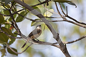 Brown shrike lucionensis on branch photo